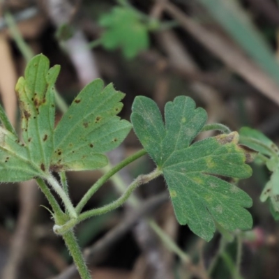 Uromyces geranii at Uriarra, ACT - 14 Feb 2019 by KenT