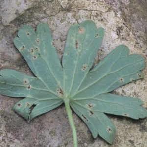 Uromyces geranii at Uriarra, ACT - 14 Feb 2019