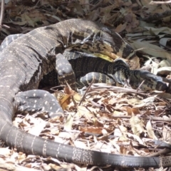 Varanus varius (Lace Monitor) at Black Range, NSW - 3 Dec 2019 by MatthewHiggins