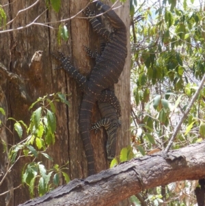 Varanus varius at Black Range, NSW - suppressed