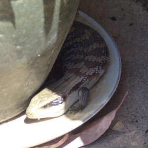 Tiliqua scincoides scincoides at Bega, NSW - 3 Dec 2019