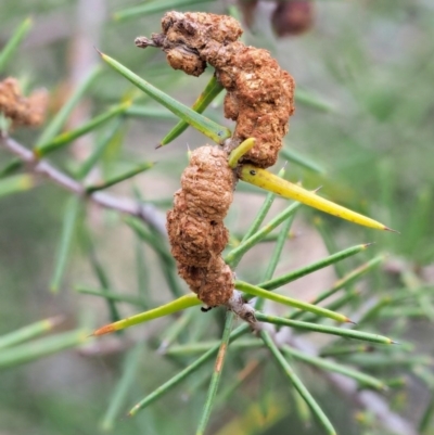 Uromycladium tepperianum s.lat. (Acacia gall rust) at Paddys River, ACT - 27 Feb 2019 by KenT