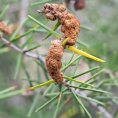 Uromycladium tepperianum s.lat. (Acacia gall rust) at Paddys River, ACT - 27 Feb 2019 by KenT