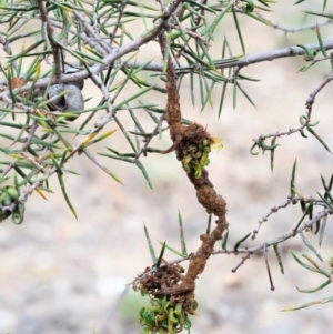 Uromycladium tepperianum s.lat. at Paddys River, ACT - 28 Feb 2019