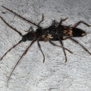 Phoracantha semipunctata at Ainslie, ACT - 20 Nov 2019