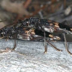 Phoracantha semipunctata at Ainslie, ACT - 20 Nov 2019 10:12 PM