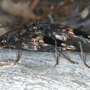 Phoracantha semipunctata at Ainslie, ACT - 20 Nov 2019