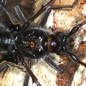 Phoracantha semipunctata at Ainslie, ACT - 20 Nov 2019