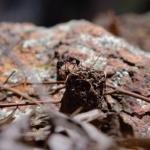 Camponotus intrepidus at Coree, ACT - 3 Dec 2019 01:10 PM