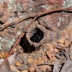 Camponotus intrepidus at Coree, ACT - 3 Dec 2019 01:10 PM