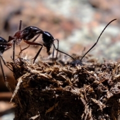 Camponotus intrepidus at Coree, ACT - 3 Dec 2019 01:10 PM