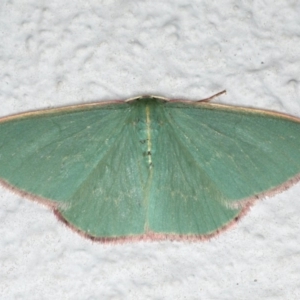 Chlorocoma dichloraria at Ainslie, ACT - 27 Oct 2019