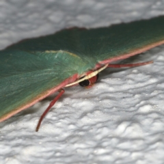 Chlorocoma dichloraria at Ainslie, ACT - 27 Oct 2019 08:51 PM