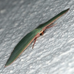 Chlorocoma dichloraria at Ainslie, ACT - 27 Oct 2019 08:51 PM