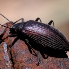 Homotrysis cisteloides (Darkling beetle) at Coree, ACT - 3 Dec 2019 by Kurt