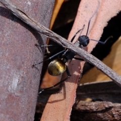 Polyrhachis ammon (Golden-spined Ant, Golden Ant) at Coree, ACT - 3 Dec 2019 by Kurt