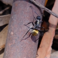 Polyrhachis ammon at Coree, ACT - 3 Dec 2019 01:55 PM