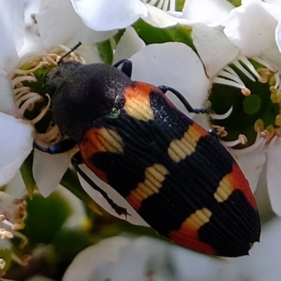 Castiarina sexplagiata (Jewel beetle) at Sherwood Forest - 3 Dec 2019 by Kurt