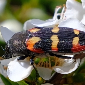 Castiarina sexplagiata at Coree, ACT - 3 Dec 2019 02:36 PM