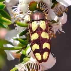 Castiarina decemmaculata (Ten-spot Jewel Beetle) at Coree, ACT - 3 Dec 2019 by Kurt