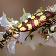 Castiarina decemmaculata at Coree, ACT - 3 Dec 2019 02:41 PM