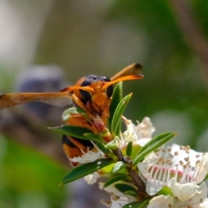 Eumeninae (subfamily) at Coree, ACT - 3 Dec 2019 03:33 PM