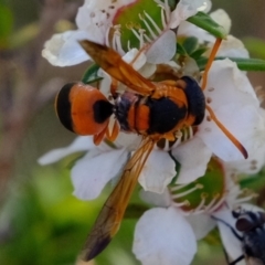 Eumeninae (subfamily) at Coree, ACT - 3 Dec 2019