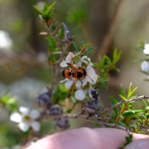 Eumeninae (subfamily) at Coree, ACT - 3 Dec 2019 03:33 PM