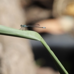 Austroagrion watsoni (Eastern Billabongfly) at Cook, ACT - 29 Nov 2019 by Tammy