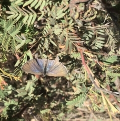 Jalmenus icilius (Amethyst Hairstreak) at Bonython, ACT - 1 Dec 2019 by GG