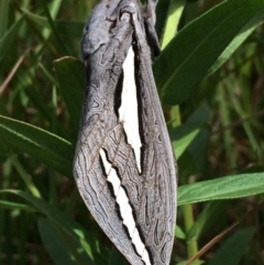 Abantiades magnificus (Magnificent Ghost Moth) at Namadgi National Park - 16 Feb 2019 by GG