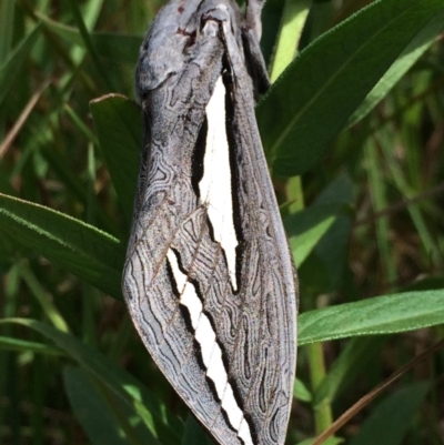 Abantiades magnificus (Magnificent Ghost Moth) at Rendezvous Creek, ACT - 16 Feb 2019 by GG