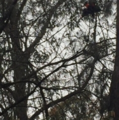 Calyptorhynchus lathami (Glossy Black-Cockatoo) at Illaroo, NSW - 30 Nov 2019 by Ry