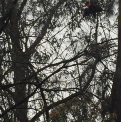 Calyptorhynchus lathami (Glossy Black-Cockatoo) at Illaroo, NSW - 30 Nov 2019 by Ry