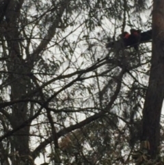 Calyptorhynchus lathami lathami at Illaroo, NSW - suppressed