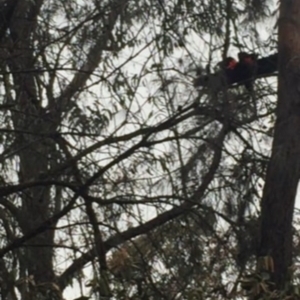 Calyptorhynchus lathami lathami at Illaroo, NSW - suppressed