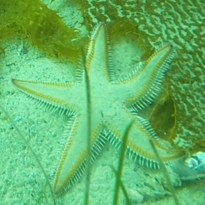 Astropecten vappa at Eden, NSW - 9 Nov 2019