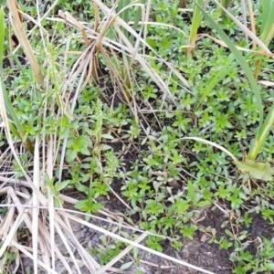 Alternanthera philoxeroides at Evatt, ACT - 3 Dec 2019