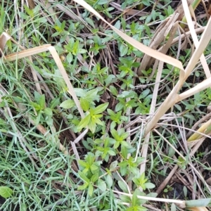 Alternanthera philoxeroides at Evatt, ACT - 3 Dec 2019 07:46 AM