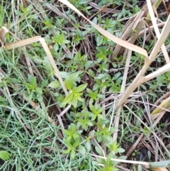 Alternanthera philoxeroides at Evatt, ACT - 3 Dec 2019