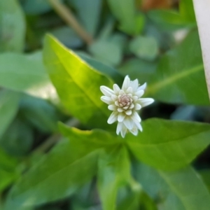 Alternanthera philoxeroides at Evatt, ACT - 3 Dec 2019