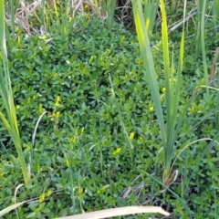 Alternanthera philoxeroides at Evatt, ACT - 3 Dec 2019