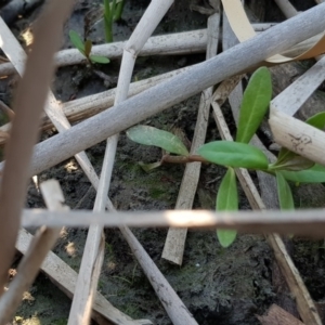 Alternanthera philoxeroides at Evatt, ACT - 3 Dec 2019