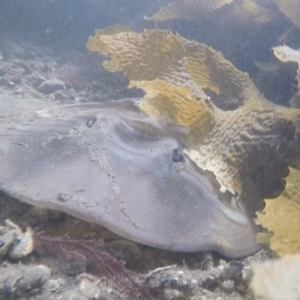 Trygonorrhina fasciata at Eden, NSW - 9 Nov 2019