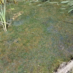 Elodea canadensis (Canadian Pondweed) at Evatt, ACT - 3 Dec 2019 by Jiggy