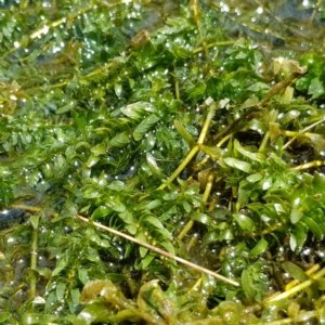 Elodea canadensis at Evatt, ACT - 3 Dec 2019