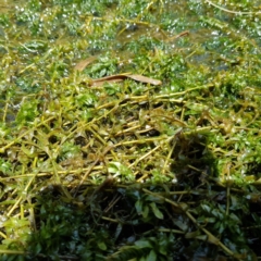 Elodea canadensis at Evatt, ACT - 3 Dec 2019