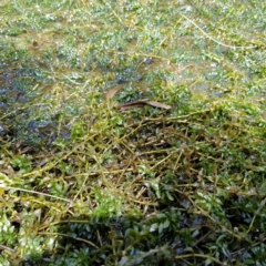 Elodea canadensis at Evatt, ACT - 3 Dec 2019