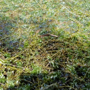 Elodea canadensis at Evatt, ACT - 3 Dec 2019 12:16 PM