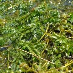 Elodea canadensis at Evatt, ACT - 3 Dec 2019